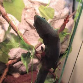 Feral Cafe Budapest - Belső