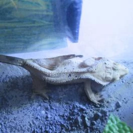 Feral Cafe Budapest - Belső