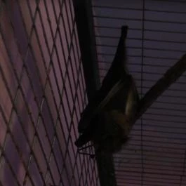 Feral Cafe Budapest - Belső