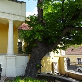 Ferenczy Múzeum - Ferenczy Múzeumi Centrum Szentendre - Egyéb