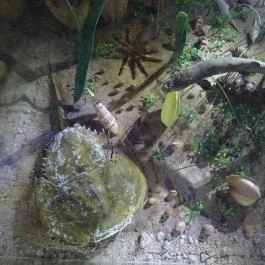 Fertőrákosi Kőfejtő, Fertőrákos - 