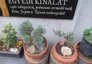 Flying Bird Tea House Budapest