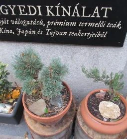 Flying Bird Tea House