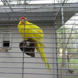 Forster Vadászkastély és Szálloda , Bugyi - Egyéb