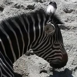 Fővárosi Állat- és Növénykert Budapest - Egyéb