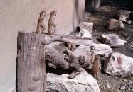 Fővárosi Állat- és Növénykert Budapest