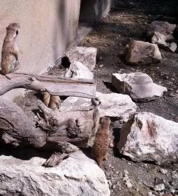 Fővárosi Állat- és Növénykert