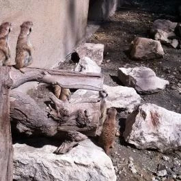 Fővárosi Állat- és Növénykert Budapest - Egyéb