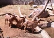 Fővárosi Állat- és Növénykert Budapest