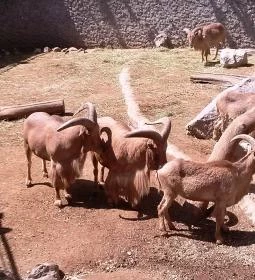 Fővárosi Állat- és Növénykert