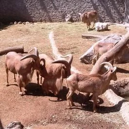 Fővárosi Állat- és Növénykert Budapest - Egyéb