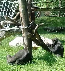 Fővárosi Állat- és Növénykert