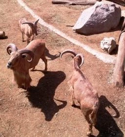 Fővárosi Állat- és Növénykert