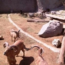 Fővárosi Állat- és Növénykert Budapest - Egyéb