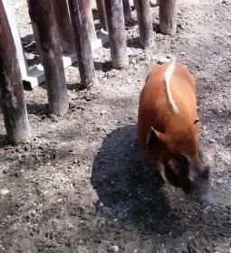 Fővárosi Állat- és Növénykert