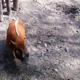 Fővárosi Állat- és Növénykert Budapest - Egyéb