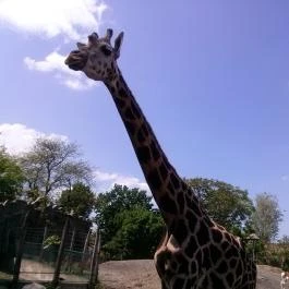 Fővárosi Állat- és Növénykert Budapest - Egyéb