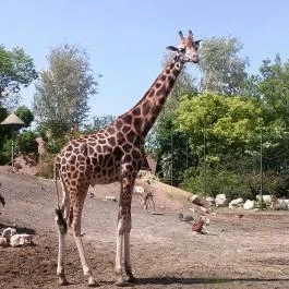 Fővárosi Állat- és Növénykert Budapest - Egyéb