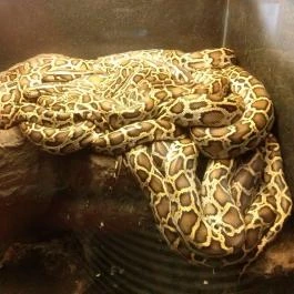 Fővárosi Állat- és Növénykert Budapest - Egyéb