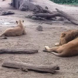 Fővárosi Állat- és Növénykert Budapest - Egyéb