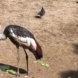 Fővárosi Állat- és Növénykert Budapest - Egyéb