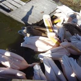 Fővárosi Állat- és Növénykert Budapest - Egyéb