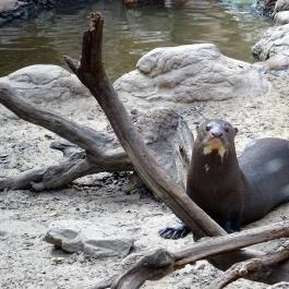 Fővárosi Állat- és Növénykert Budapest - Egyéb