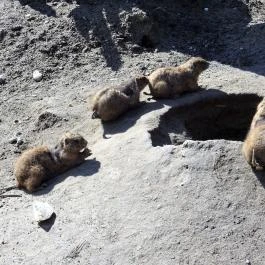 Fővárosi Állat- és Növénykert Budapest - Egyéb