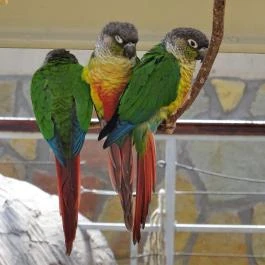 Fővárosi Állat- és Növénykert Budapest - Egyéb