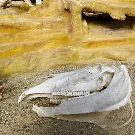 Fővárosi Állat- és Növénykert Budapest - Egyéb