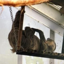 Fővárosi Állat- és Növénykert Budapest - Egyéb