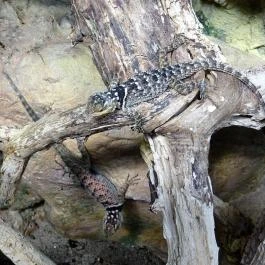 Fővárosi Állat- és Növénykert Budapest - Egyéb