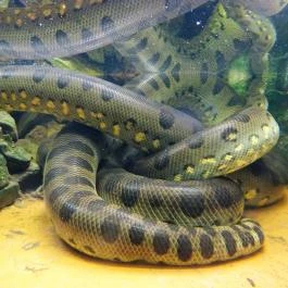 Fővárosi Állat- és Növénykert Budapest - Egyéb