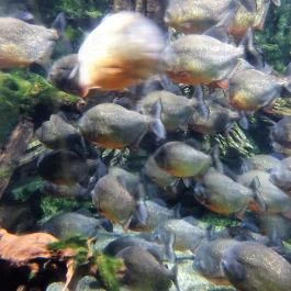 Fővárosi Állat- és Növénykert Budapest - Egyéb