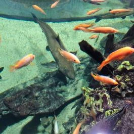 Fővárosi Állat- és Növénykert Budapest - Egyéb