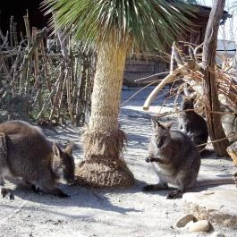 Fővárosi Állat- és Növénykert Budapest - Egyéb