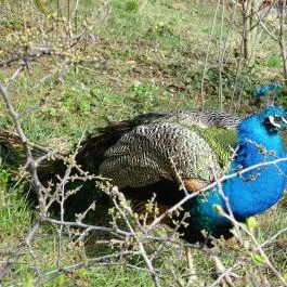 Fővárosi Állat- és Növénykert Budapest - Egyéb