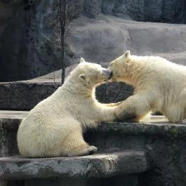 Fővárosi Állat- és Növénykert Budapest - Egyéb
