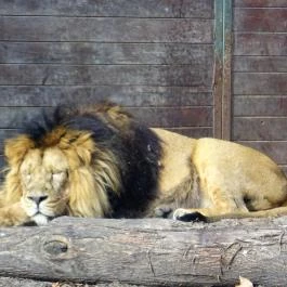 Fővárosi Állat- és Növénykert Budapest - Egyéb