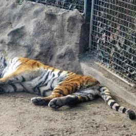 Fővárosi Állat- és Növénykert Budapest - Egyéb