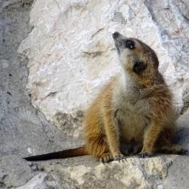 Fővárosi Állat- és Növénykert Budapest - Egyéb