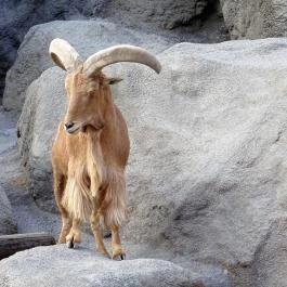 Fővárosi Állat- és Növénykert Budapest - Egyéb