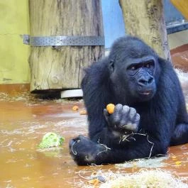 Fővárosi Állat- és Növénykert Budapest - Egyéb