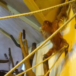 Fővárosi Állat- és Növénykert Budapest - Egyéb