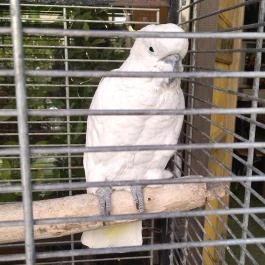 Fürge Páva Monor - Egyéb