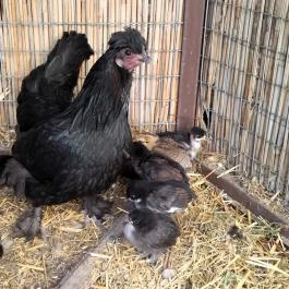 Fürge Páva Monor - Egyéb