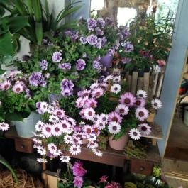 Fürge Páva Monor - Egyéb