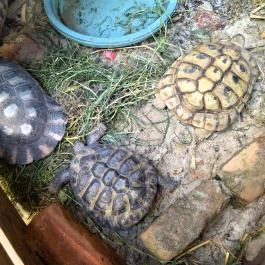 Fürge Páva Monor - Egyéb