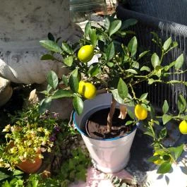 Fürge Páva Monor - Egyéb