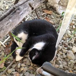 Fürge Páva Monor - Egyéb